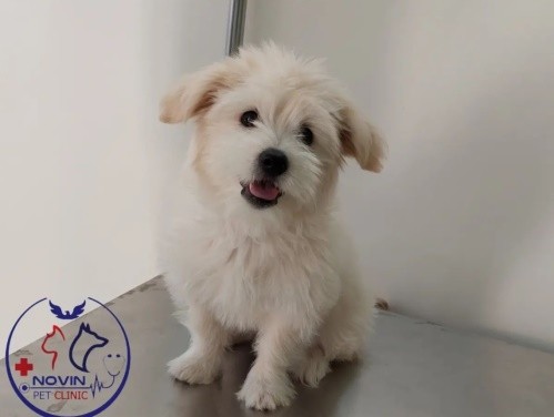 کلینیک دامپزشکی نوین شهرکرد