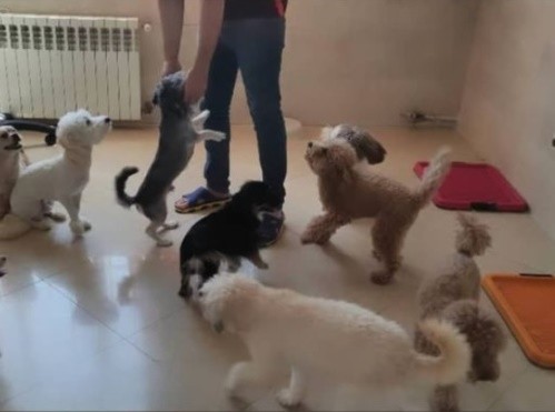 پانسیون خانگی سگ و گربه آسایش