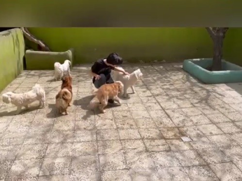 پانسیون حیوانات پت ویلا