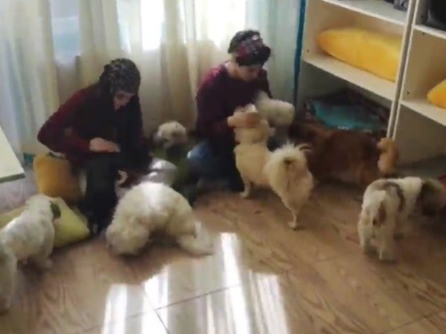 پانسیون حیوانات پت ویلا