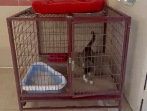 پانسیون خانگی گربه اوگی و دوستان