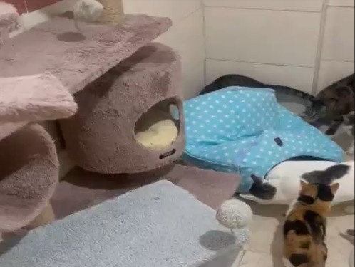 پانسیون خانگی گربه اوگی و دوستان