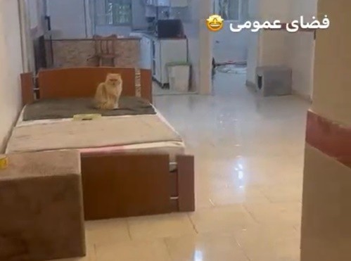 پانسیون خانگی گربه اوگی و دوستان