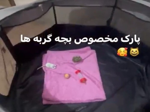 پانسیون خانگی گربه اوگی و دوستان