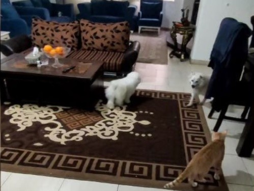 پانسیون خانگی حیوانات آرام در آمل