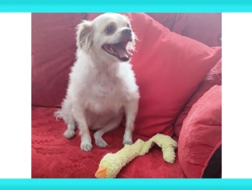 هتل پانسیون حیوانات پت اسکایلوس در شهر زیبا