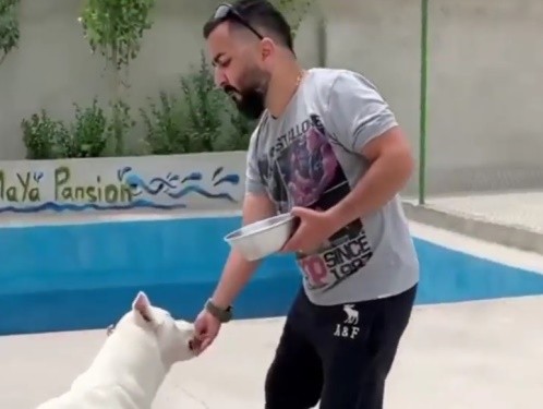 پانسیون سگ مایا