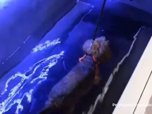 آب درمانی حیوانات