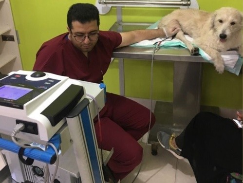 کلینیک فیزیوتراپی حیوانات