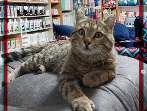 day pet clinic