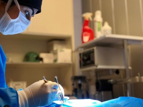 کلینیک دامپزشکی پناه