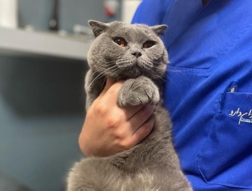 کلینیک دامپزشکی دکتر قاسمی