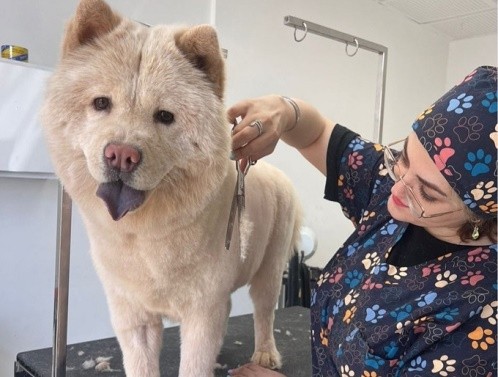 آرایشگاه حیوانات خانگی ژیوان