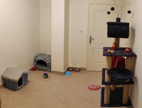 پانسیون خانگی گربه چیکو