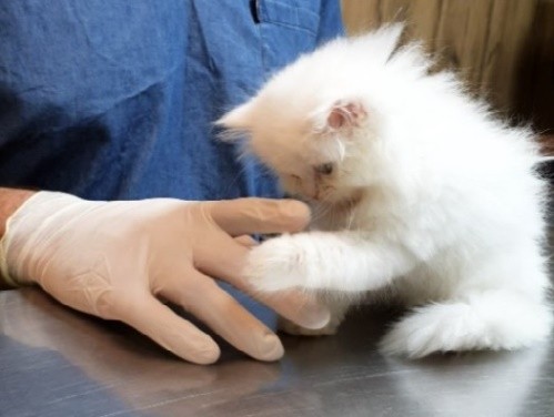 کلینیک دامپزشکی آرتا در اشرفی اصفهانی