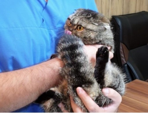 کلینیک دامپزشکی آرتا در اشرفی اصفهانی