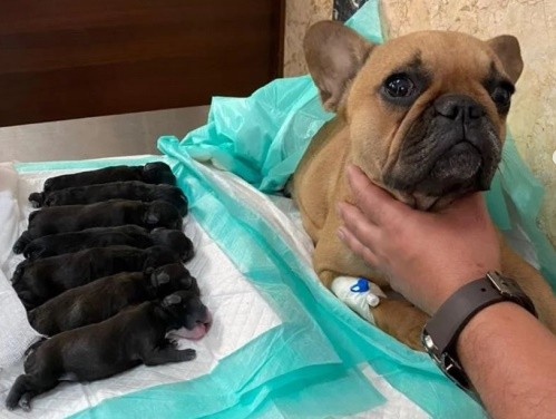 بیمارستان دامپزشکی ورکان در گرگان