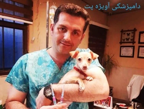 کلینیک دامپزشکی آویژه در مجیدیه