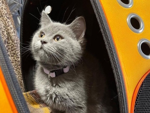 کلینیک دامپزشکی آرکا (دکتر زارعی) در تنکابن