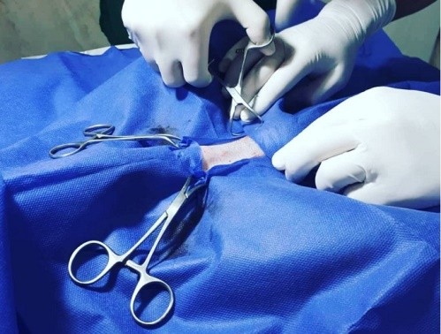 کلینیک دامپزشکی درنا در فومن