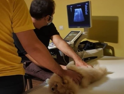 مرکز تصویربرداری دامپزشکی دکتر بهمنش در پارک وی