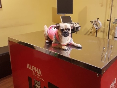 مرکز تصویربرداری دامپزشکی دکتر بهمنش در پارک وی