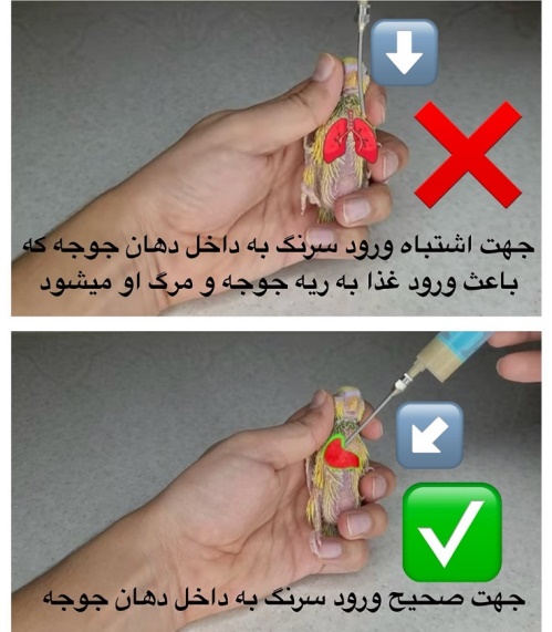 سرلاک دادن به جوجه عروس هلندی