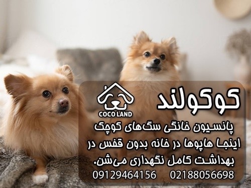 هتل پانسیون خانگی سگهای کوچک در سئول