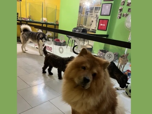 هتل پانسیون سگ باستی هیلز شرق تهران