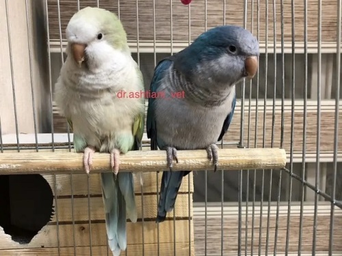 کلینیک تخصصی پرندگان جم در تهرانپارس