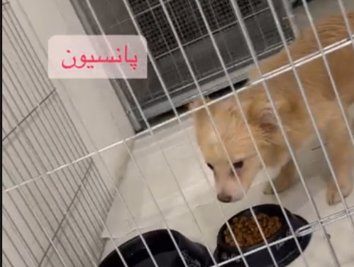 پانسیون سگ پت هاوس تبریز 