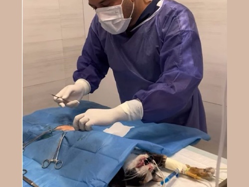 پت شاپ، دامپزشکی و پانسیون دکتر بهزاد آجودانیه | پانسیون حیوانات نیاوران