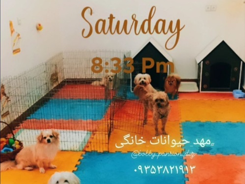 اطلاعات کامل پانسیون حیوانات در دزفول خوزستان