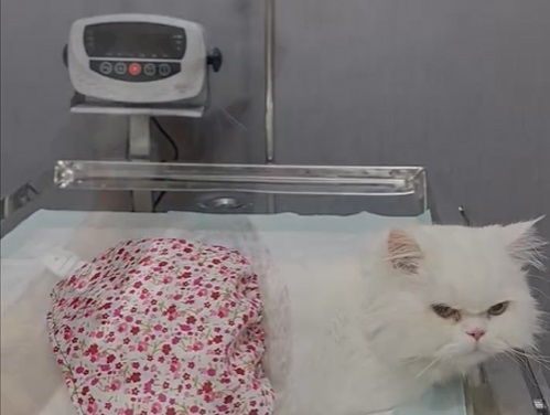 پت شاپ و دامپزشکی مارال در دزفول خوزستان 