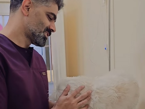 پت شاپ و دامپزشکی دکتر کدخدازاده در دزفول | پت شاپ دزفول خوزستان 