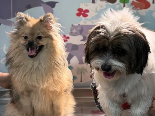 پت شاپ و دامپزشکی دکتربینا دزفول | دامپزشکی دزفول