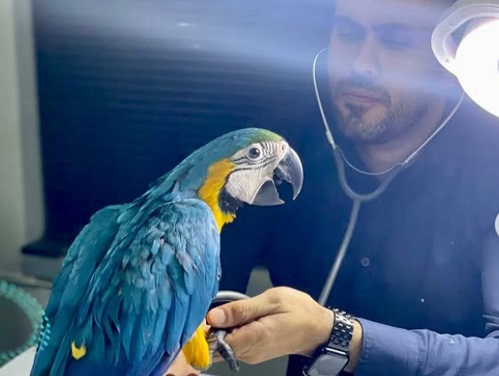 کلینیک پرندگان دکتر مجلسی در دزفول خوزستان