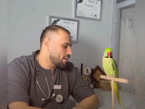 کلینیک پرندگان دکتر مجلسی در دزفول خوزستان | دامپزشکی پرندگان خوزستان 