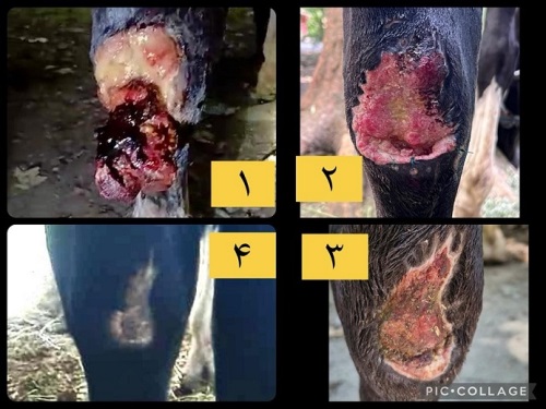 کلینیک دامپزشکی تخصصی جراحی چشم و پوست دکتر دبیری در ساری