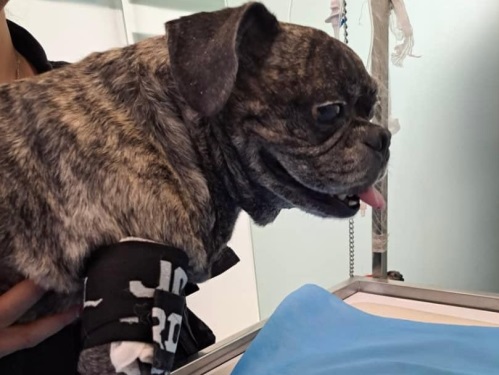 کلینیک تخصصی فیزیوتراپی دامپزشکی دکتر ذاکریان در نیاوران