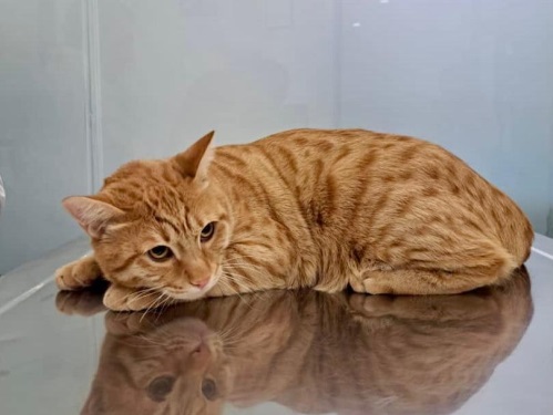 کلینیک تخصصی فیزیوتراپی دامپزشکی دکتر ذاکریان در نیاوران