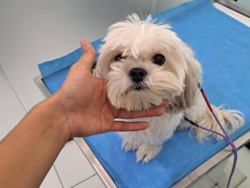 کلینیک تخصصی فیزیوتراپی دامپزشکی دکتر ذاکریان در نیاوران