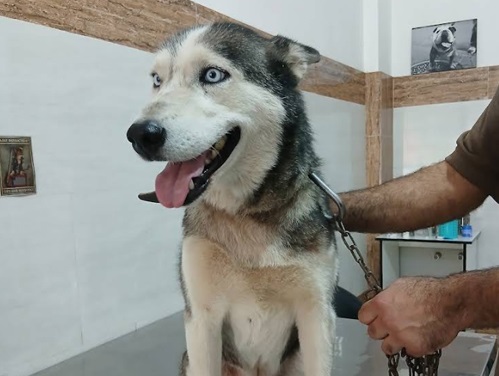 پت شاپ و دامپزشکی دکتر عماد فضیلتی در فومن | دامپزشکی در فومن