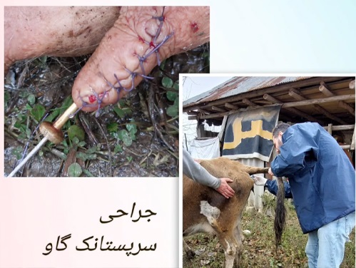 پت شاپ و دامپزشکی نوبل در فومن | دامپزشکی در فومن 