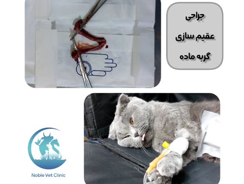 پت شاپ و دامپزشکی نوبل در فومن | عقیم سازی گربه در فومن