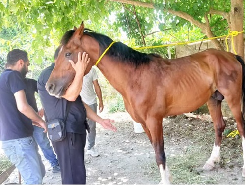 دامپزشکی نوبل | دامپزشک اسب در فومن