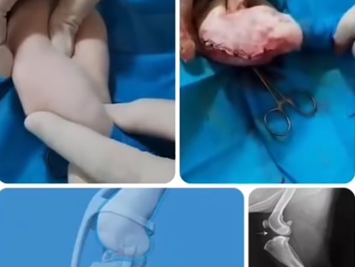 کلینیک دامپزشکی پرند دکتر معصومی | دامپزشکی در پرند و رباط کریم