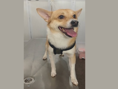 کلینیک دامپزشکی بهار در سپاهان شهر اصفهان