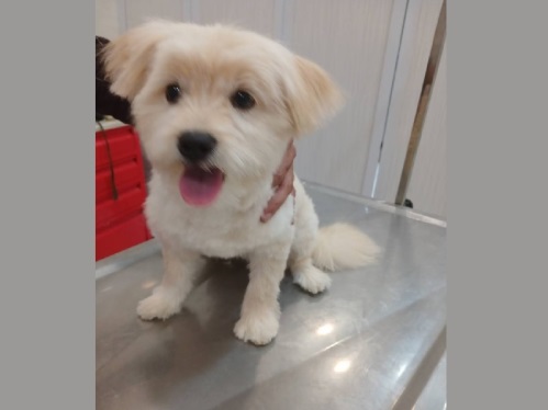 کلینیک دامپزشکی بهار در سپاهان شهر اصفهان