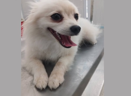 کلینیک دامپزشکی بهار در سپاهان شهر اصفهان